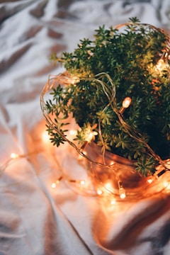 A potted plant is adorned with warm glowing string lights, placed on a soft, light-colored fabric surface. The lights create a cozy and inviting atmosphere, highlighting the green foliage of the plant.