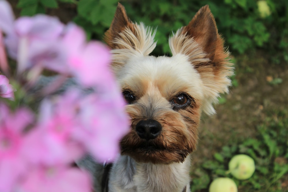 photo of brown puppy looking pink flowers
