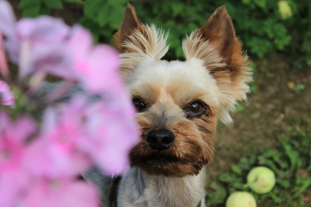 Yorkshire Terrier Pictures Download Free Images On Unsplash
