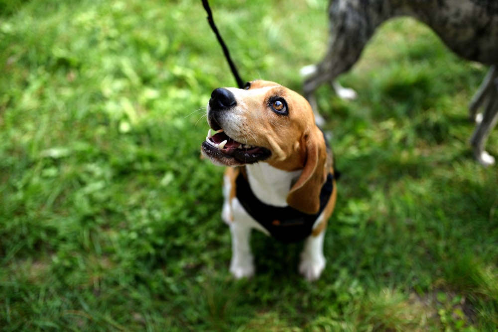 a brown and white dog standing on top of a lush green field