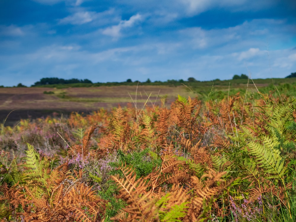 green and brown fern plant field