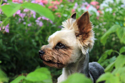 A playful Yorkshire Terrier puppy enjoying outdoor time in a sunny garden.
