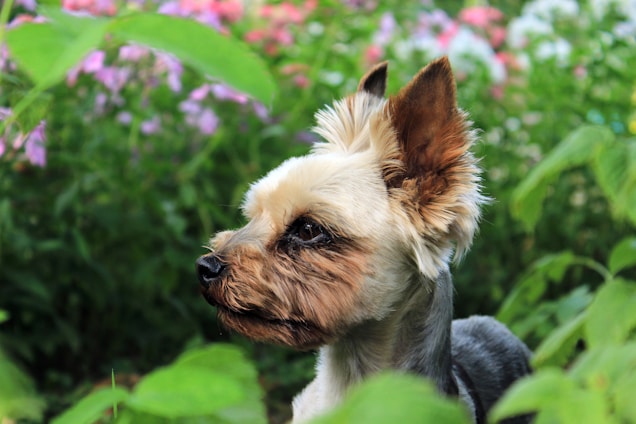 A small dog, possibly a Yorkshire Terrier, stands among lush green foliage with a background of pink and white flowers. The dog's fur is light brown with darker accents around the muzzle and ears.
