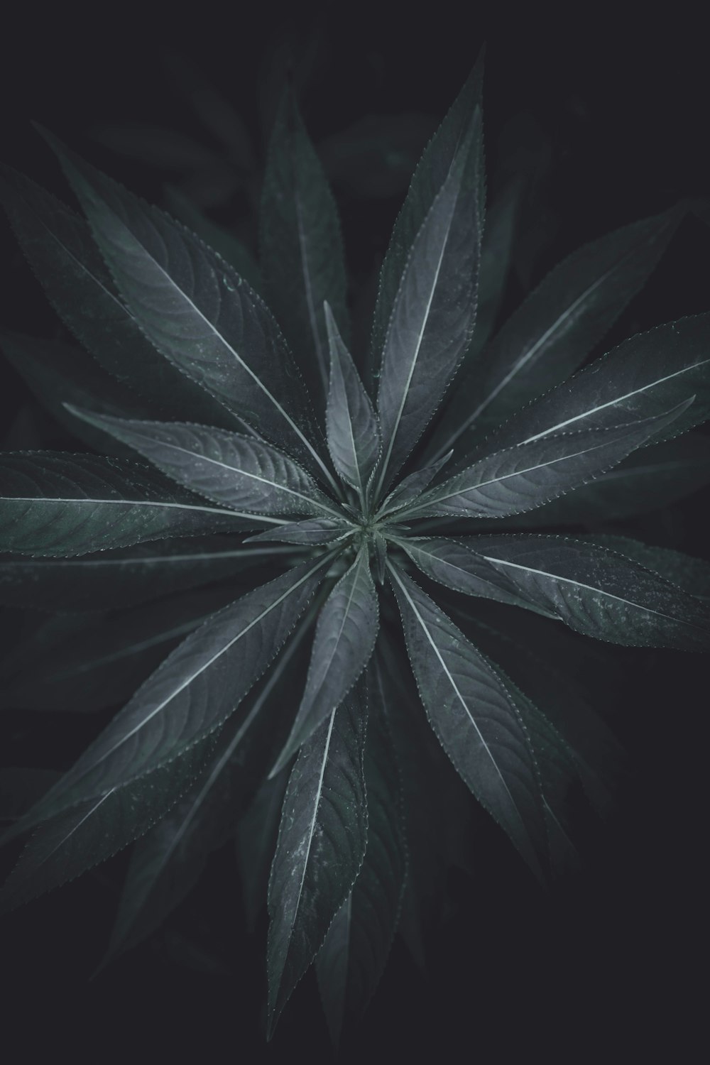 top view of green leaves plant