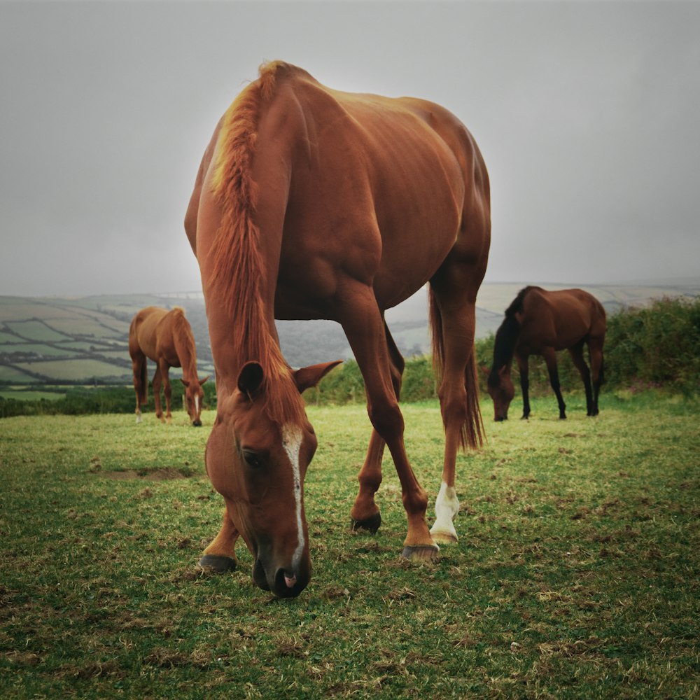 horses eating grass on field