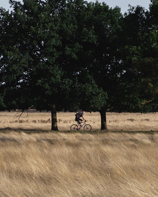 man riding bicycle under tree in Richmond Park United Kingdom