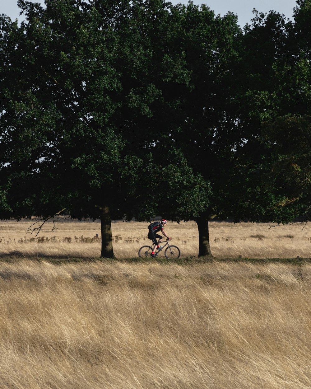 man riding bicycle under tree
