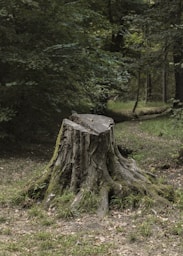 stump removal arcadia ok