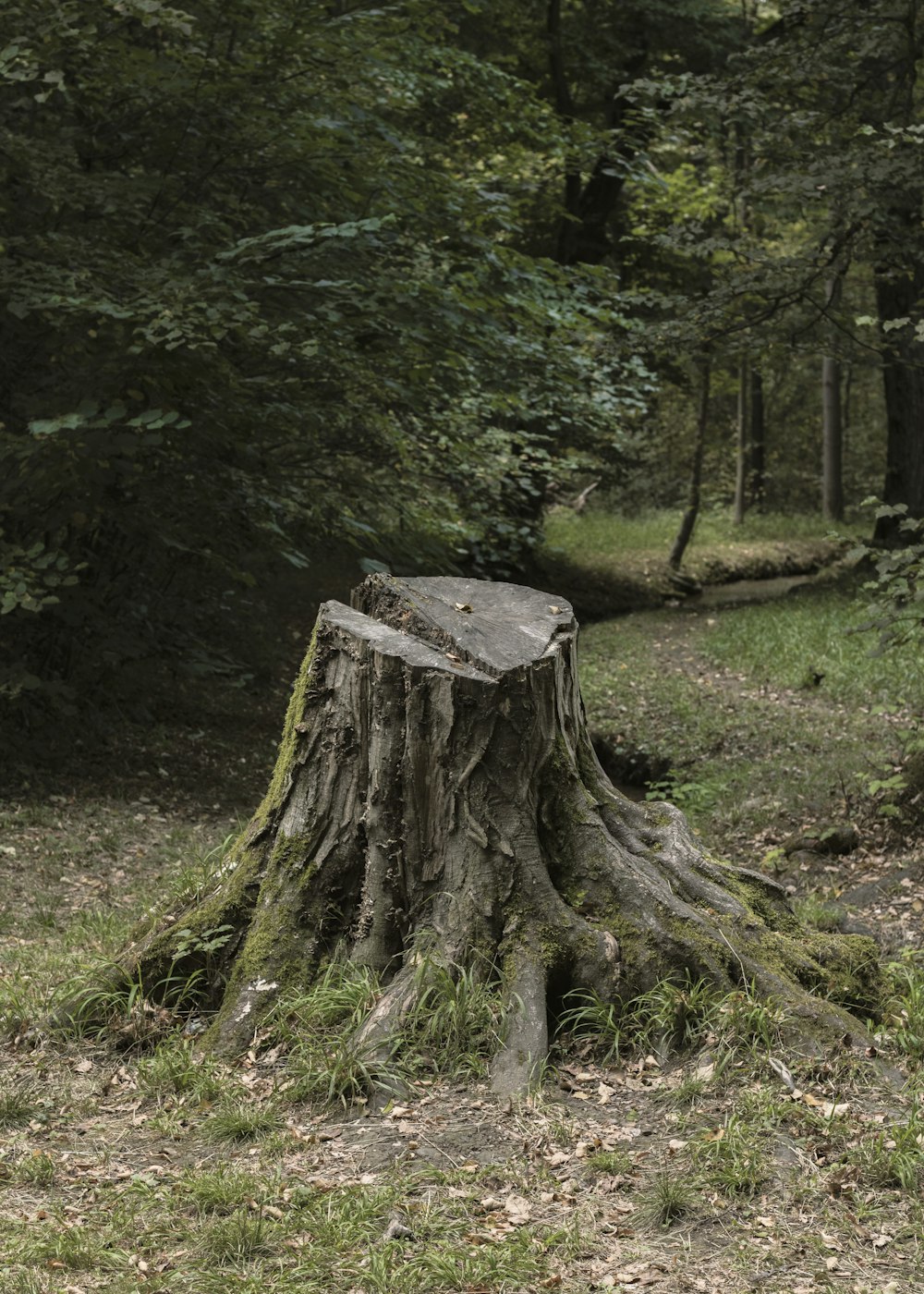 Baumstamm in der Nähe von Bäumen während des Tages