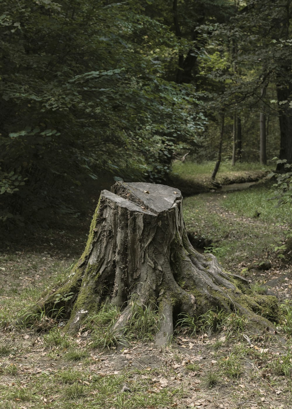 50,000+ Fotos de tocones de árboles  Descargar imágenes gratis en Unsplash