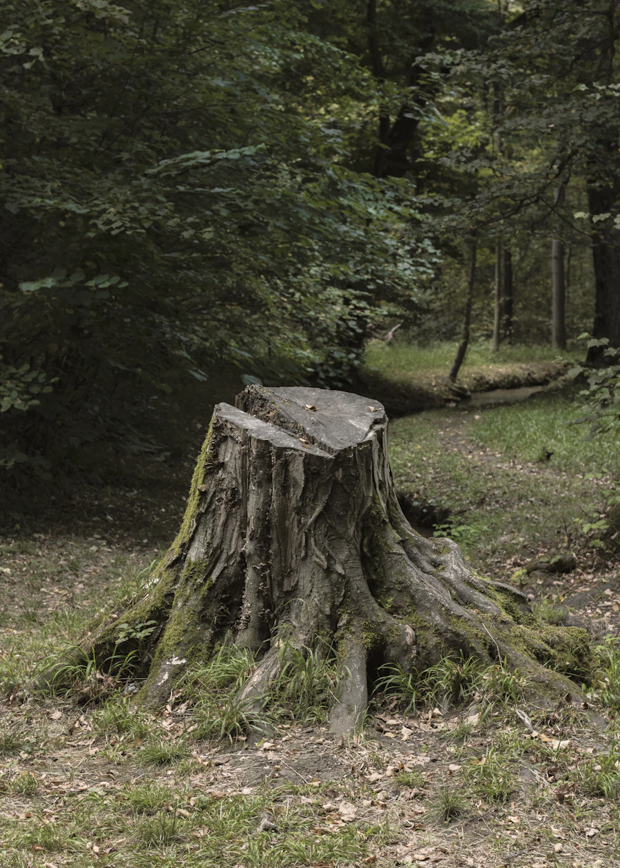 Tree trunks in a wooded lot