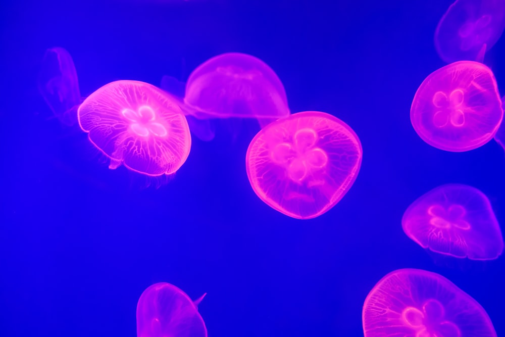 underwater photography of pink jellyfish