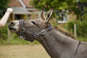 gray donkey