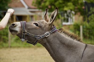 gray donkey