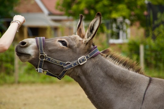 gray donkey in Wiltshire United Kingdom