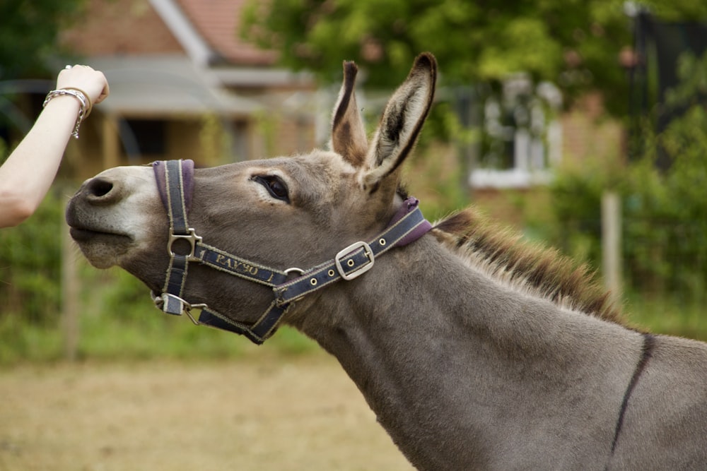 gray donkey