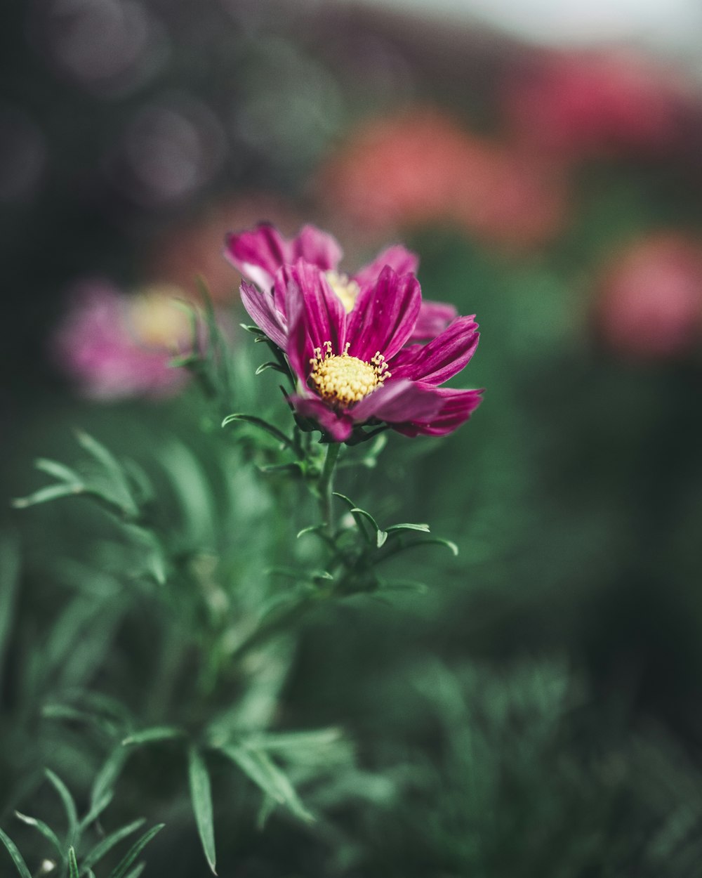 selective focus photo of pink petaled flowers