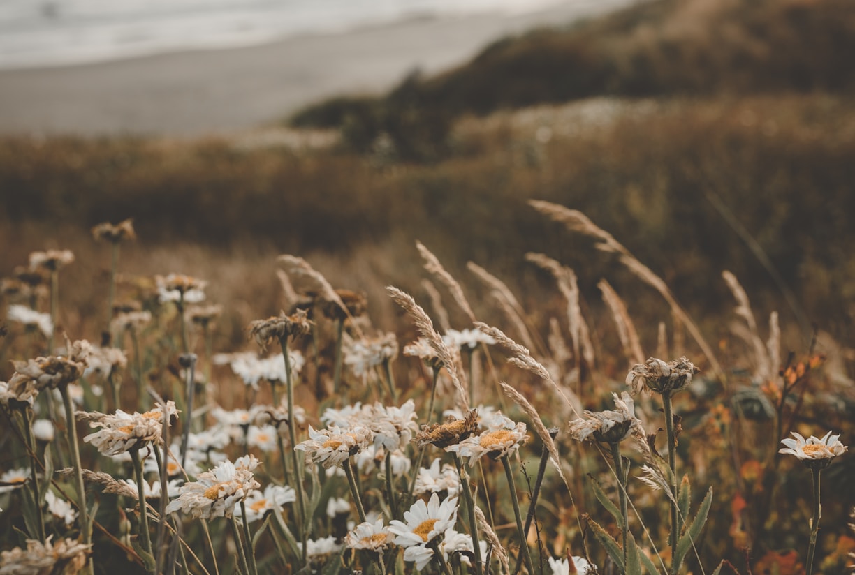 white petaled flowers in field