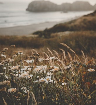 white petaled flowers in field