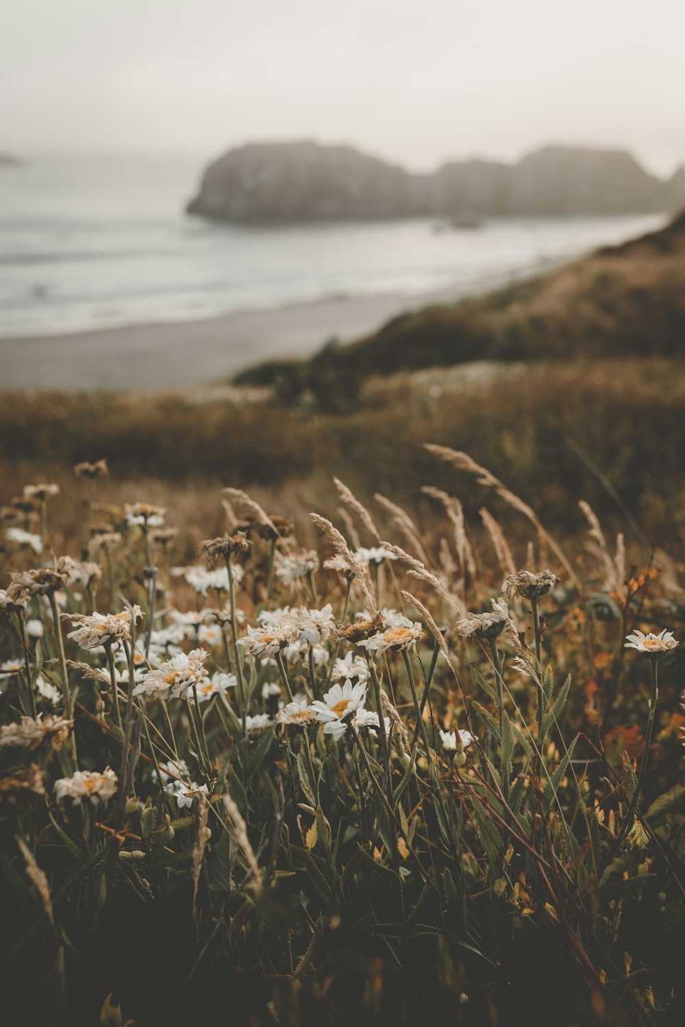 white petaled flowers in field