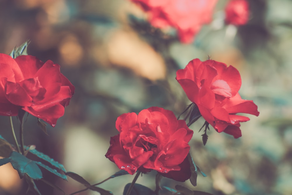 red flowers