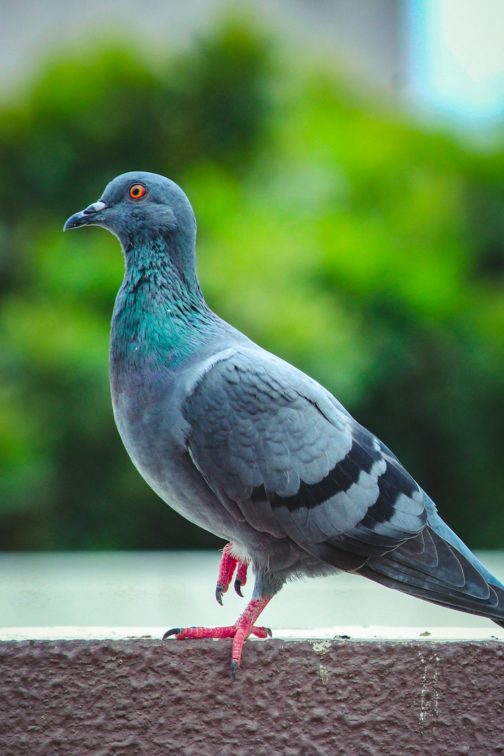 Fotografia de foco raso de pombo