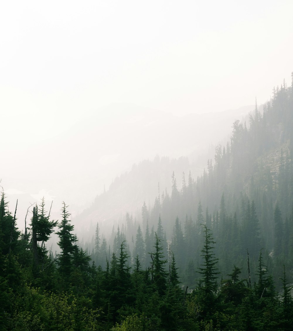 grüne Kiefern mit Nebel bedeckt