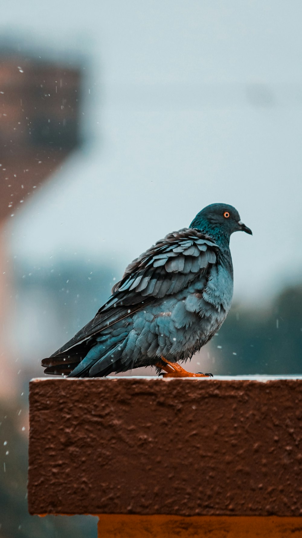 piccione blu su superficie di cemento marrone