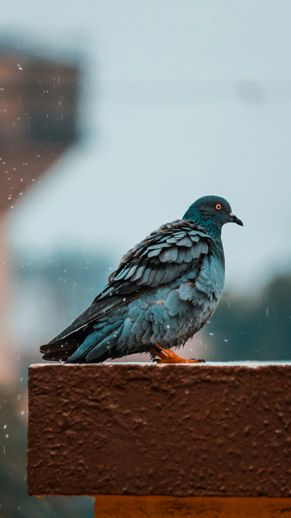 blue pigeon on brown concrete surface