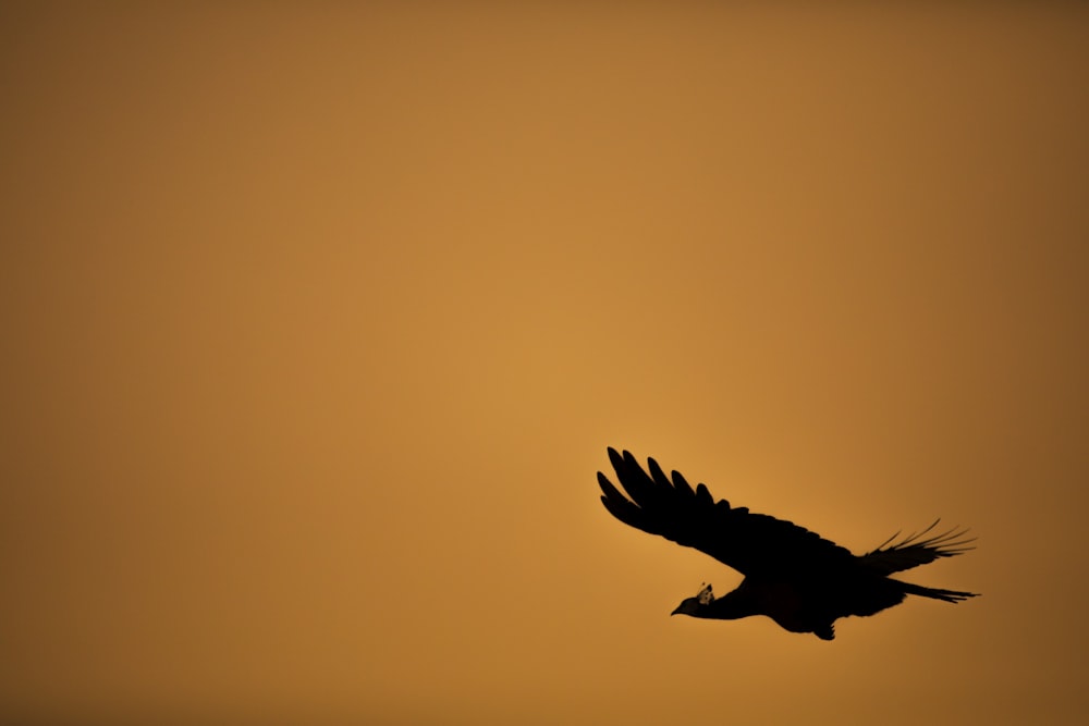 silhouette of flying bird