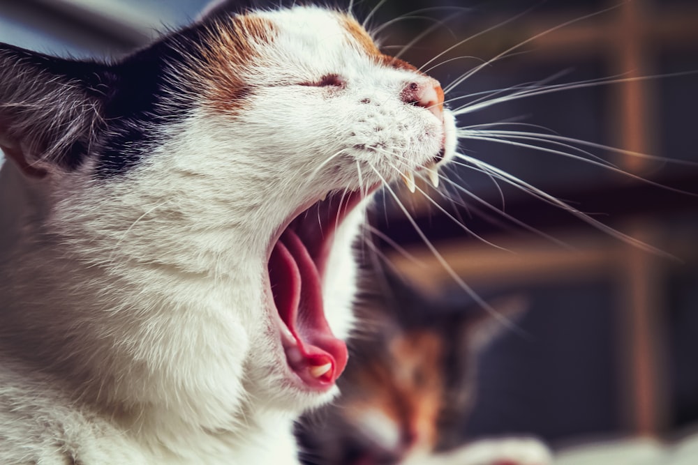opened mouth cat