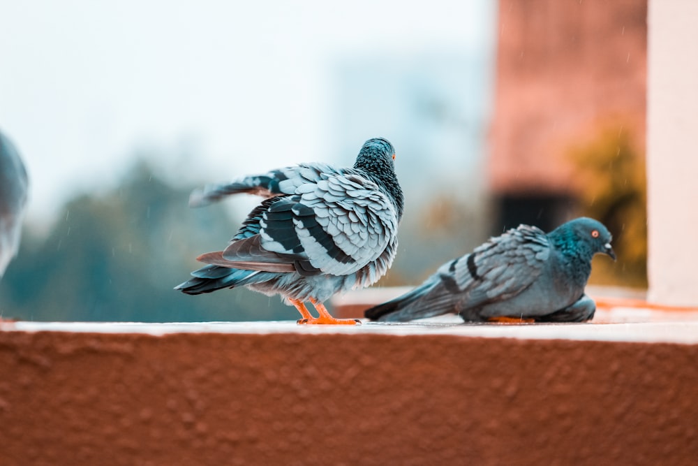 two gray pigeons