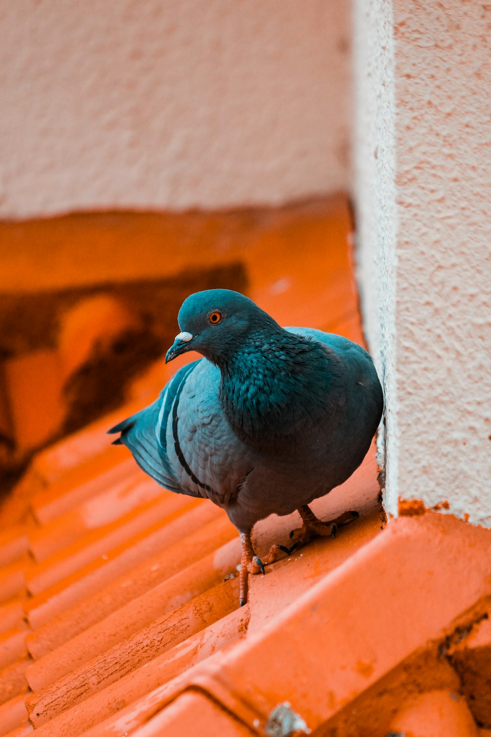 Photographie en gros plan de pigeon bleu