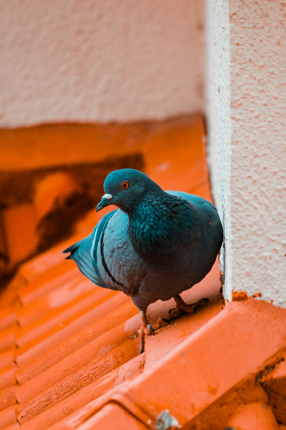 青い鳩のクローズアップ写真