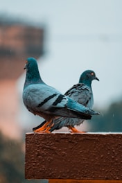 selective focus photography of two gray pigeons