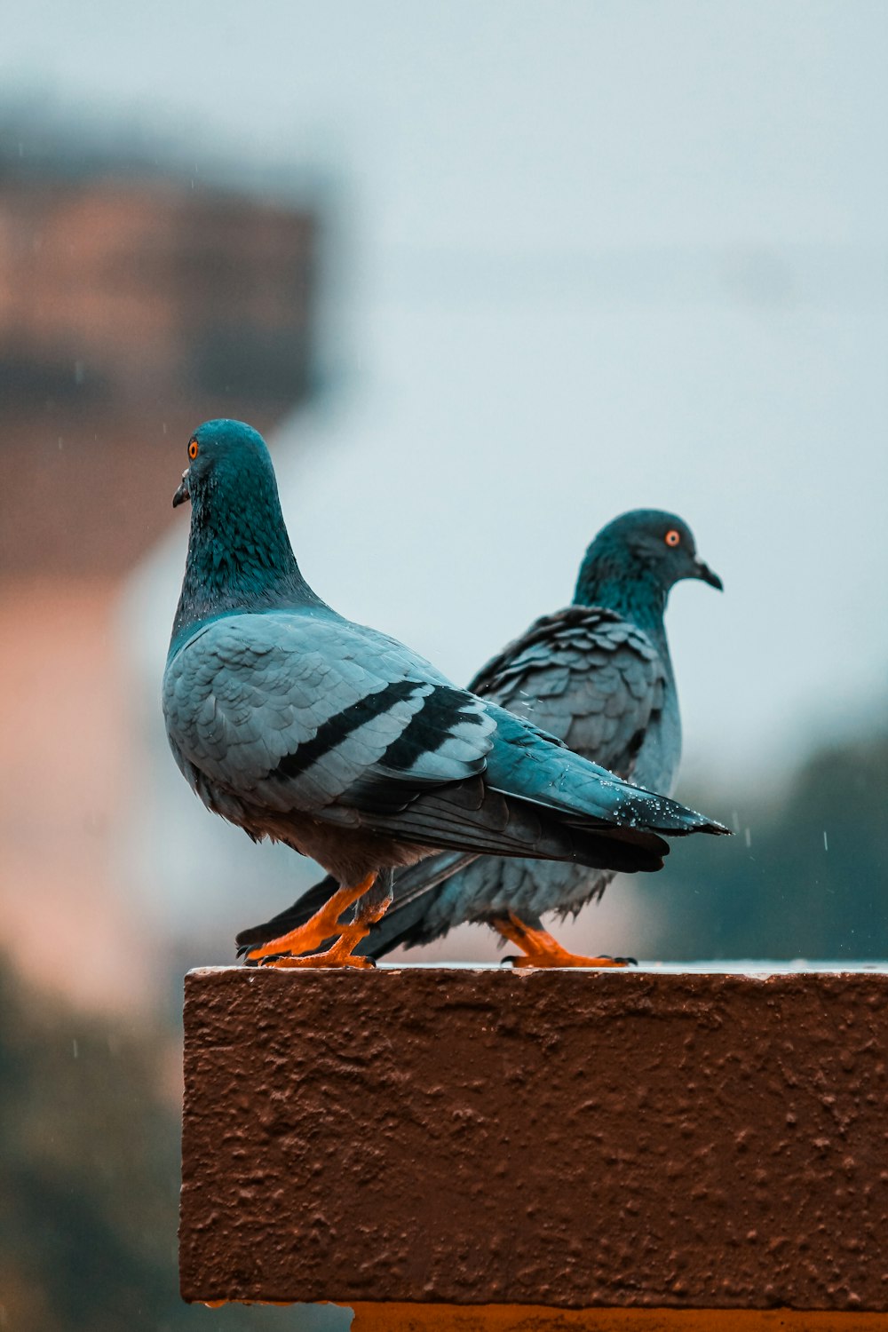 두 마리의 회색 비둘기의 선택적 초점 사진