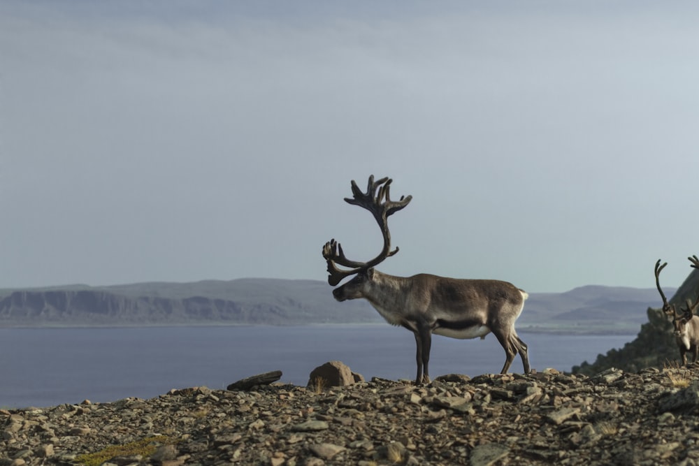 gray and white moose near body of water