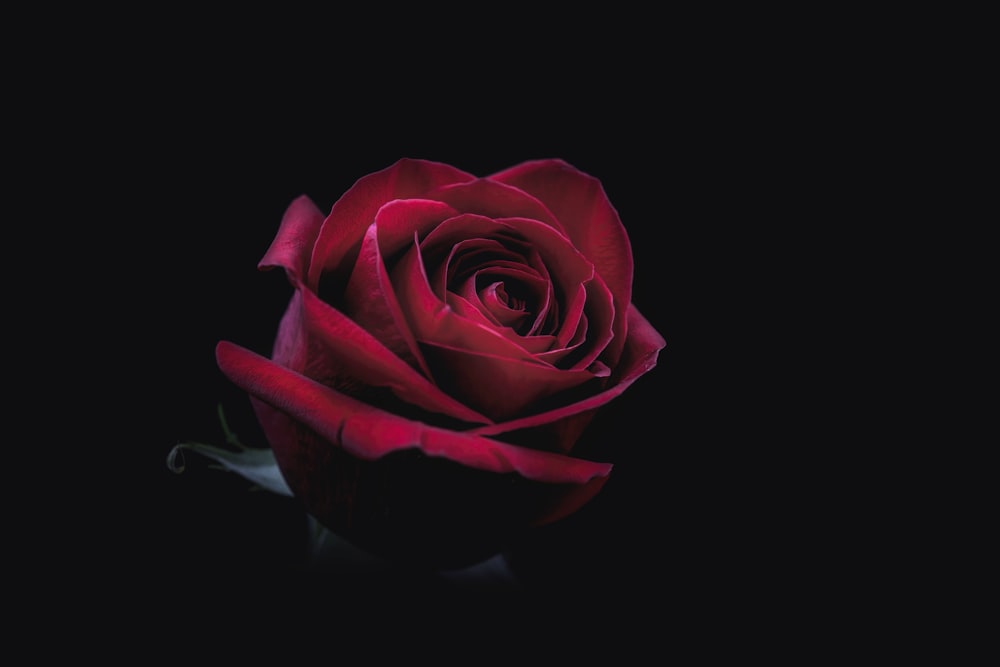 Photographie en gros plan de fleur de rose rouge