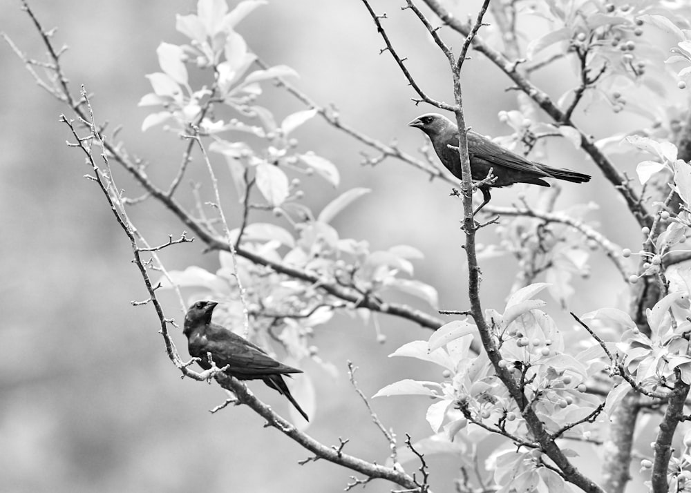 birds perching on tree branch