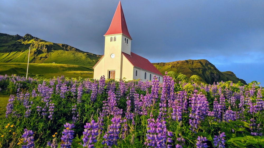 red and white house placed near lavender field