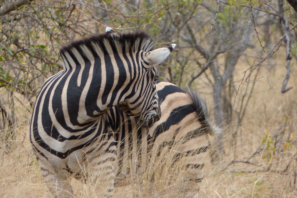 white and black zebra in woods