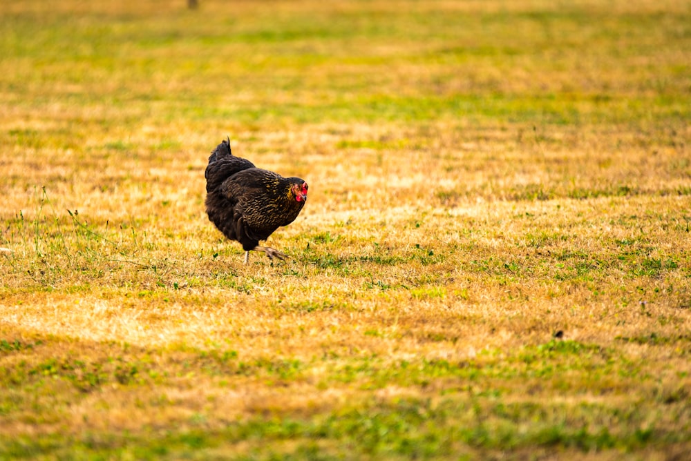 black chicken on grass area