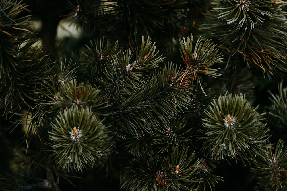 close-up photo of needle leaf tree