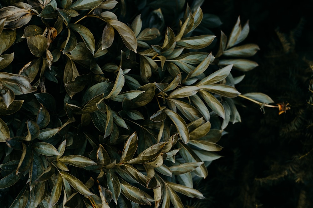 green leafed trees