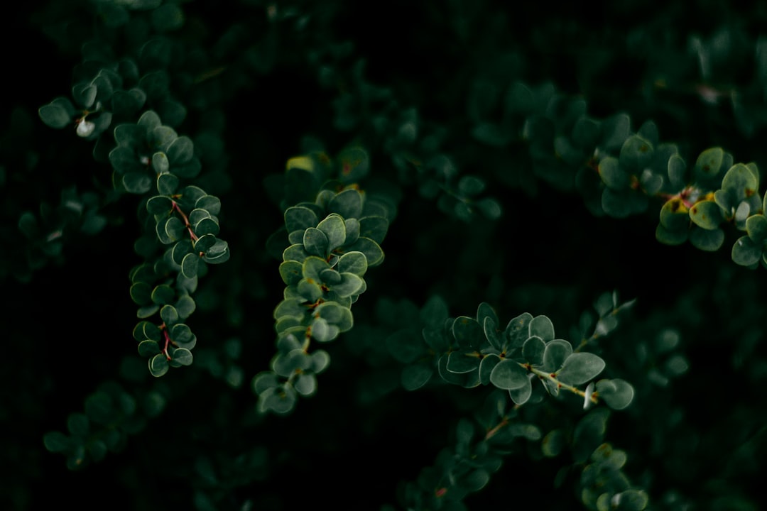 close up photo of green leaves