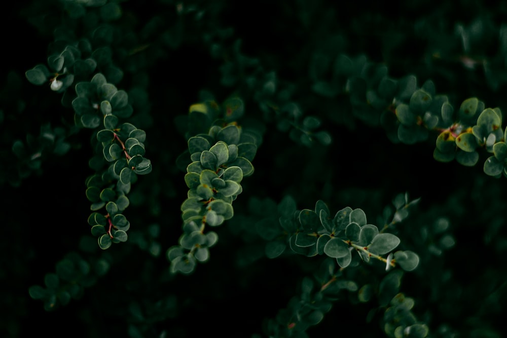 close up foto de folhas verdes
