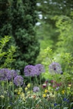 purple petaled flowers