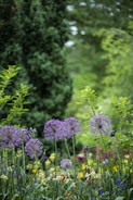 purple petaled flowers