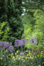 purple petaled flowers
