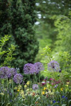 purple petaled flowers